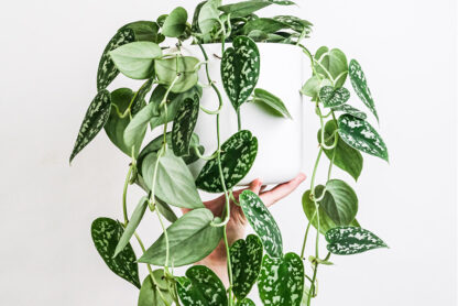 Gift ideas for plant lovers